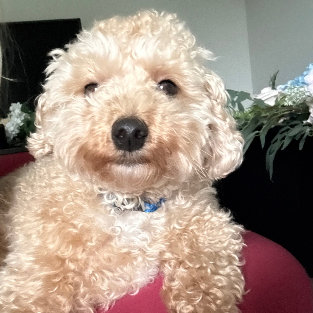 Meet your Posher, Monica storm